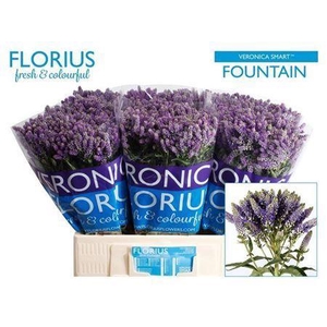 Veronica Smart Fountain Blue
