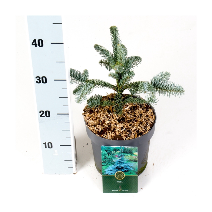 <h4>Abies p. 'Glauca'</h4>