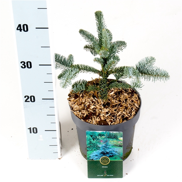 Abies p. 'Glauca'