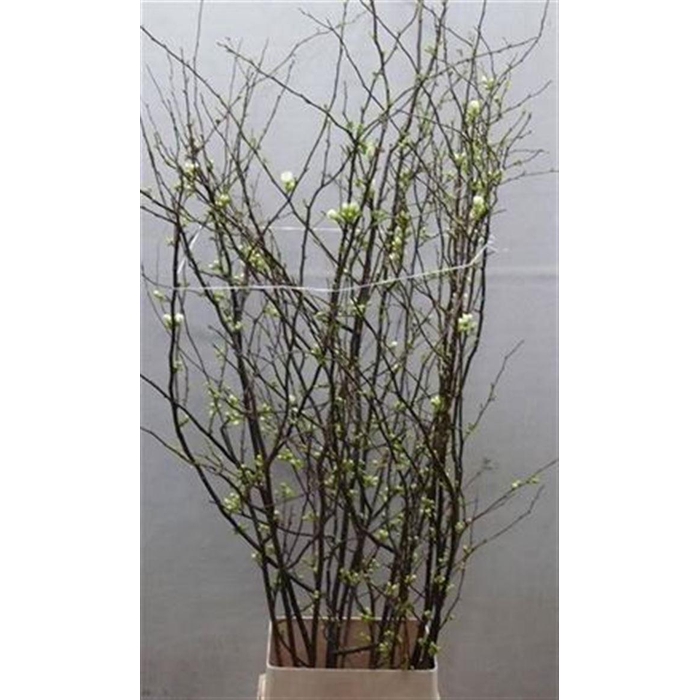 <h4>Chaenomeles Ivoor</h4>