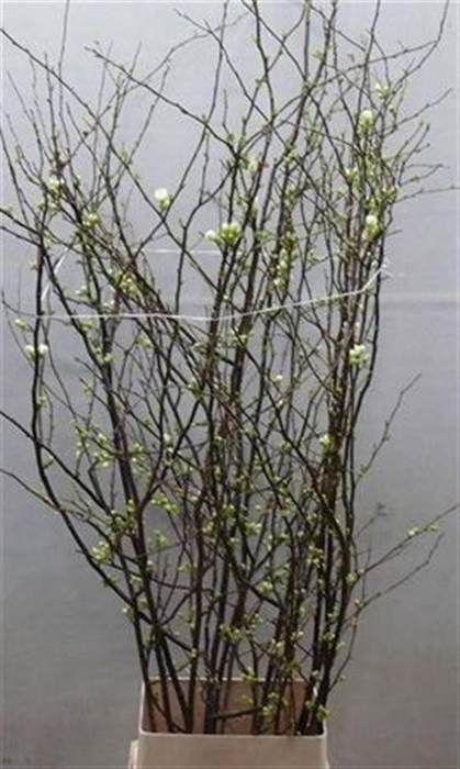 <h4>Chaenomeles Ivoor</h4>