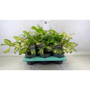 Dracaena surculosa 'Florida Beauty'