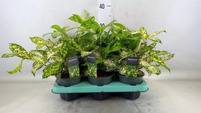 <h4>Dracaena surculosa 'Florida Beauty'</h4>