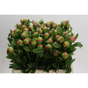 Paeonia Coral Charm