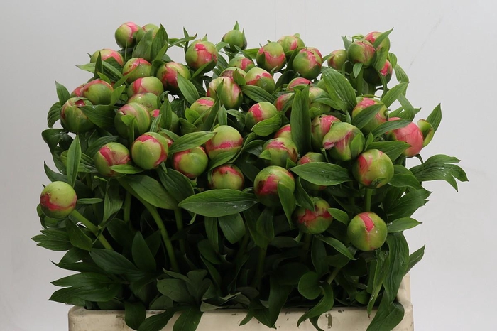 <h4>Paeonia Coral Charm</h4>