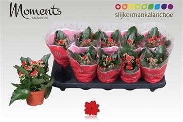 <h4>KAL GE SECRET RED</h4>