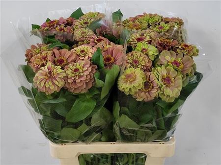 <h4>Zinnia Q Lime</h4>