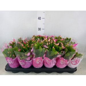 Schlumbergera   ...mix 3
