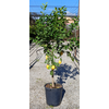 Citrus hystrix