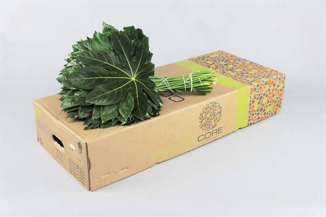 <h4>ARALIA 50 CM CORE</h4>