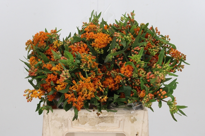 <h4>Asclepias Tuberosa</h4>