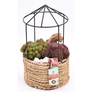 Arr. Sempervivum L%