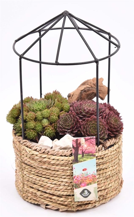 <h4>Arr. Sempervivum L%</h4>