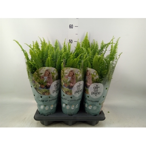 Nephrolepis exal. 'Green Lady'
