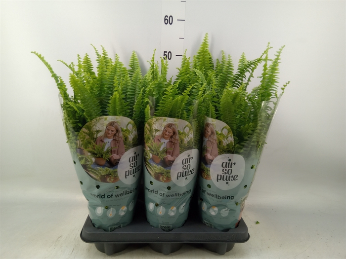 <h4>Nephrolepis exal. 'Green Lady'</h4>