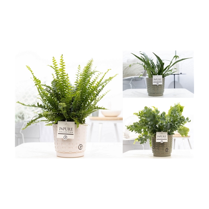 <h4>Varens gemengd in P&PURE Floor ceramics ass. 2</h4>