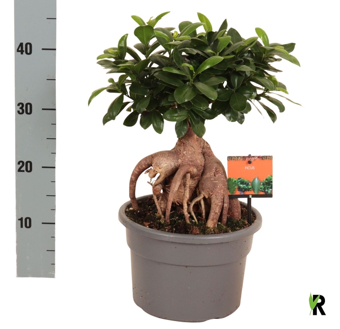 <h4>FIC MI GINSENG</h4>
