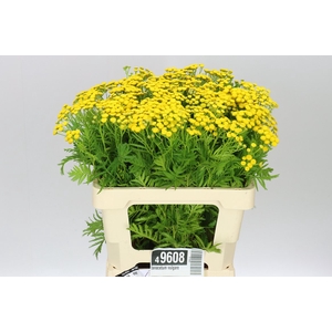 Tanacetum Vulgare