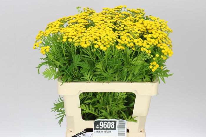 <h4>Tanacetum Vulgare</h4>