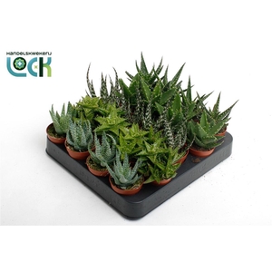 Aloe gemengd
