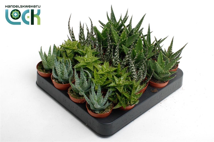 <h4>Aloe gemengd</h4>