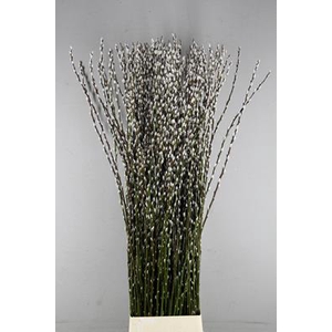 Salix Snow Flake 180cm