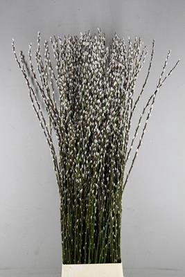 Salix Snow Flake 180cm