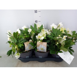 Helleborus niger 'Viv Viktor'