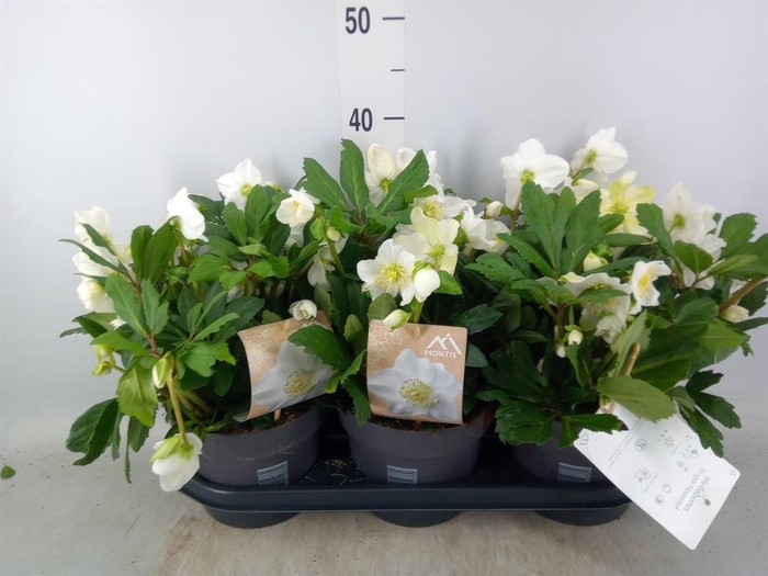 <h4>Helleborus niger 'Viv Viktor'</h4>