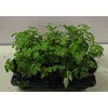 Petroselinum crispum