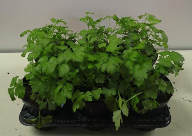 Petroselinum crispum