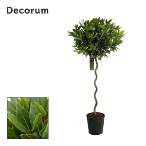 Laurus nobilis Spiraal stam