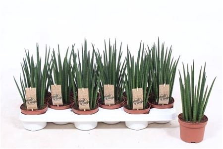 <h4>Sansevieria Mikado</h4>