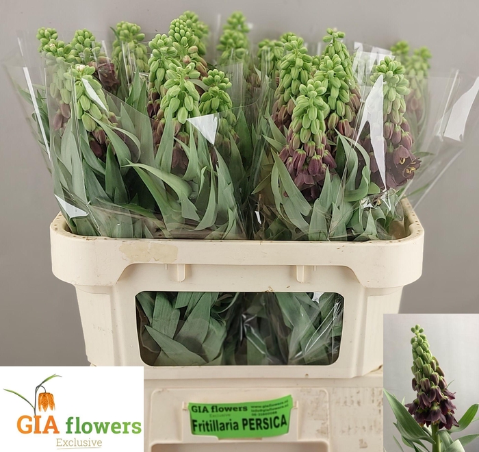 <h4>FRIT PERSICA</h4>