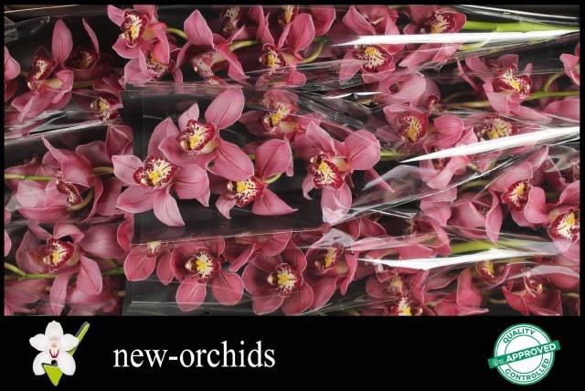 <h4>CYMB T CHANTAL</h4>