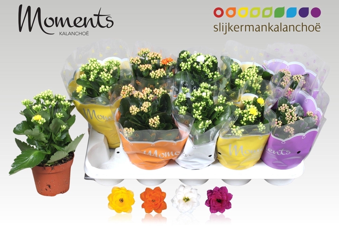 <h4>KAL GE GEM 4 KL</h4>