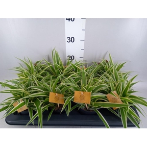 Chlorophytum com. 'Ocean'