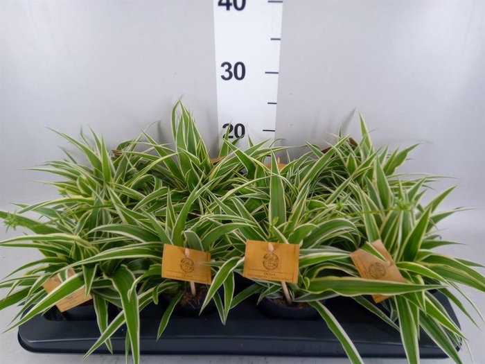 <h4>Chlorophytum com. 'Ocean'</h4>