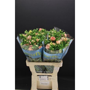 Ran Butterfly Ariadne 60cm