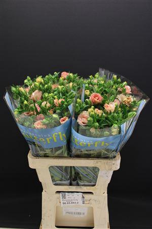 <h4>Ran Butterfly Ariadne 60cm</h4>