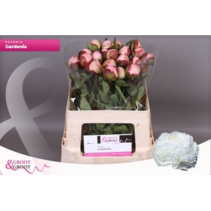 Paeonia Gardenia | Heavy Quality