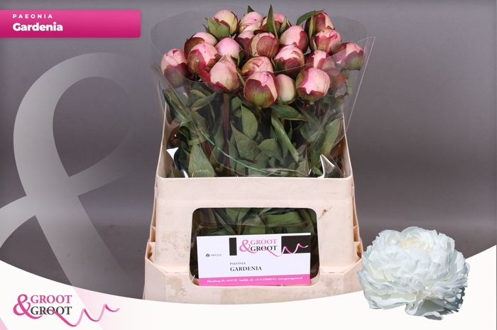 <h4>Paeonia Gardenia | Heavy Quality</h4>