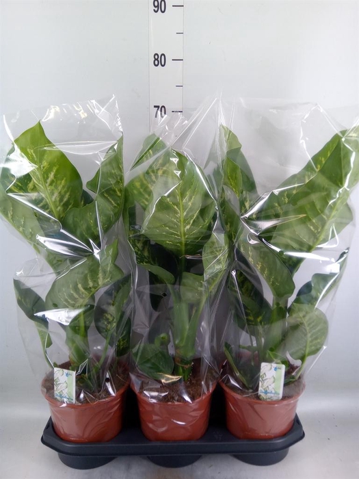 <h4>Dieffenbachia seg. 'Tropic Snow'</h4>