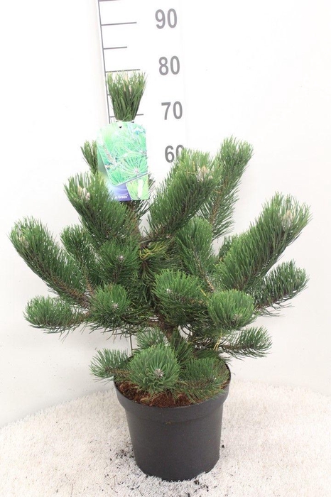 <h4>Pinus nigra 'Oregeon Green' P26 potgedrukt</h4>