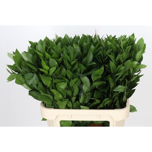 RUSCUS HYPOPHYLLUM