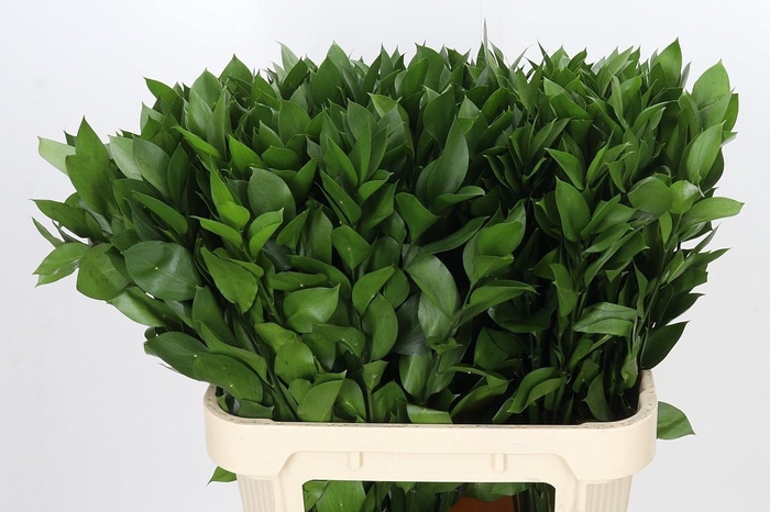 <h4>RUSCUS HYPOPHYLLUM</h4>