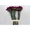 Dianthus St Yukari Violet