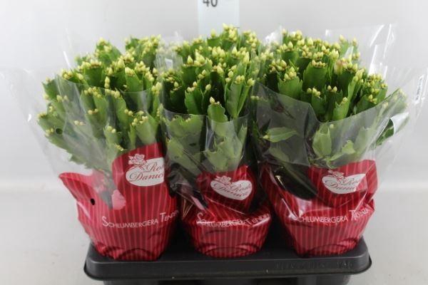 <h4>Schlumbergera ...</h4>