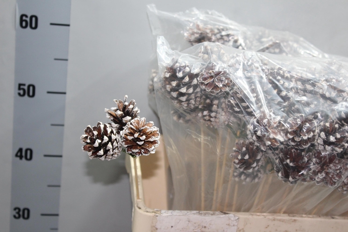 <h4>DENNEAPP G OP ST H%</h4>