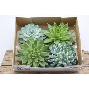 Echeveria Gemengd X4